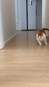 food food fooddddd #cat | Chonk chonk