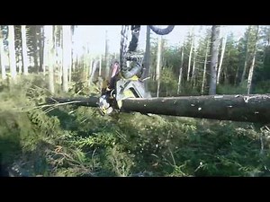 The amazing spruce forest is felling. Järeää kuusikkoa. Ponsse Scorpion King H7