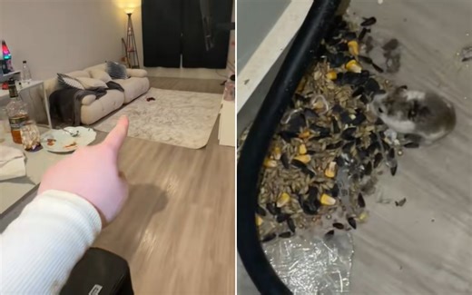 Hamster has been sneaking out of cage daily, shock at what he’s been up to