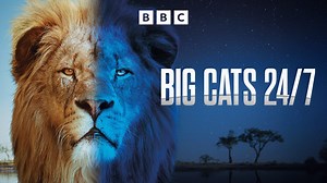 Big Cats 24/7 - Apple TV