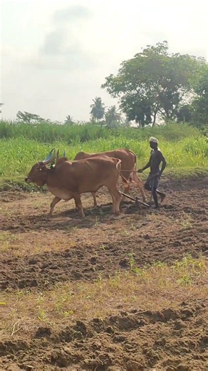 Indian Cattle Plowing Paddy Field | Traditional Farming in Tamil Nadu Village | Indian Agriculture