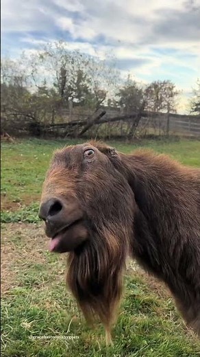 🤣 Funny Goats Compilation #shorts