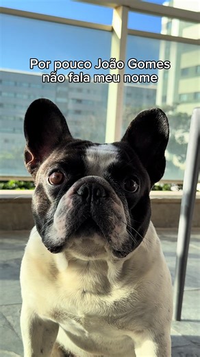 Bulldogs: A Look into Adorable French Bulldogs