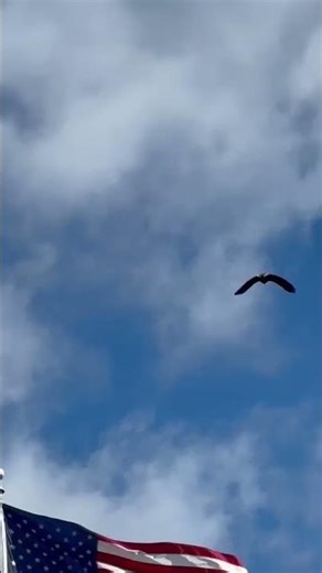 Eagle flying over American flag!