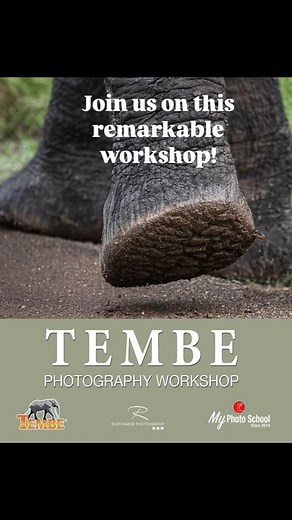 Tembe Elephant Park | Join us for an unforgettable photography experience. Whether you’re a novice or already experienced, you’ll gain valuable hands-on skills... | Instagram
