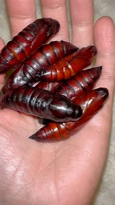 I don’t have many! Just these and 2 of them seem far too small, I’m hoping they hurry up and emerge! I haven’t had any moths for so long now 😭 ✨Deaths head hawk moth pupae ✨ #moths | Jumping spider & Moth life