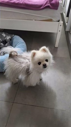 Boogie's friends Coobie & Roobie❤❤❤❤❤❤