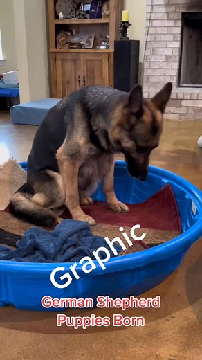 Graphic #germanshepherd #schutzhund #dogs #puppies #born | Jessy’s Dog