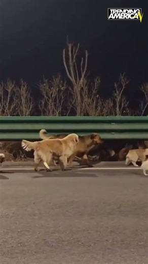 “A Corgi Led Six Other Dogs on a 17 KM Journey Back to Their Families”
