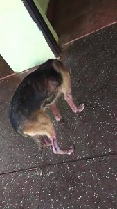 1.1K views · 57 reactions | Buen dia amigos..este pobre animal esta n...