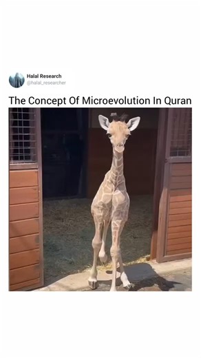 Halal research on Instagram: "The concept Of Microevolution In Quran Note: The Quran completely rejects the idea of evolution in humans, According to Quran God created humans from clay miraculously (probably clone of existing specie) not from any evolutionary process much like prophet Jesus creating bird from clay and Giving it life (forming exact clone of real bird), however Quran is silent about concept of macro evolution in species, macro Evolution means like an insect changing into animal wh