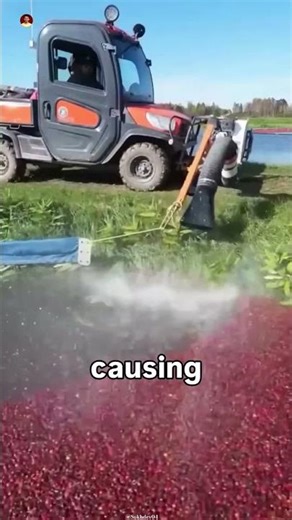 Why Cranberry Farmers Flood Their Fields 🍒🌊