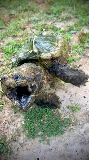 Angry, Alligator Snapping Turtle Chases Me 😱Female alligator snapping turtles may be more aggressive than males and in this case, this turtle is about to be a first time mom. She needs a little help though as she isn’t selecting a nest site for her eggs and is instead dropping them in the water. She’s mad, can you blame her? But we needed to pull her from the pond to make sure she’s ok. ❤️ | Garden State Tortoise