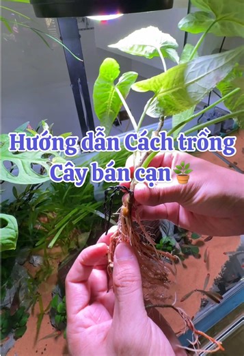 Hướng dẫn trồng cây bán cạn cho hồ cá mát xanh