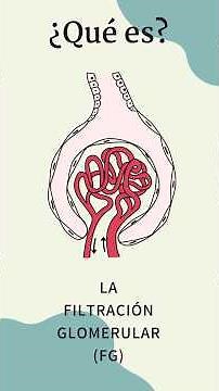 Filtración Glomerular 🔬