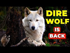 Dire Wolf | The Legendary Giant of the Ice Age