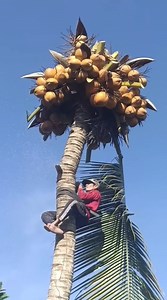 5.7M views · 19K reactions | Amazing skill with climbing and cutting coconut tree | Making Video | Facebook