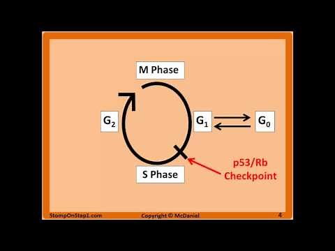Cell Cycle, Interphase, Labile Cell Stable Permanent Tissue Paclitaxel G1 G0 G2 phase