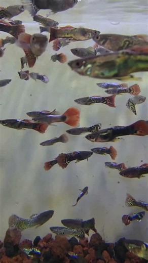 The easiest fish to breed 😁👍 #fishhobby #aquarium #ornamentalfish