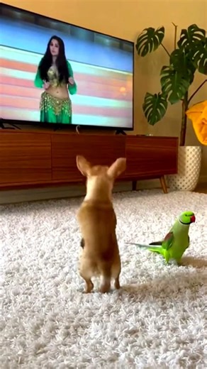 Chihuahua's Reaction to Belly Dancing Will Have You Laughing #funny #shorts #viral