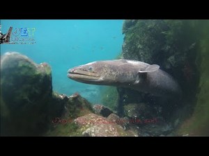 Masapi Bonga (Ikan Sidat Belang) Di Objek Wisata Tilanga'