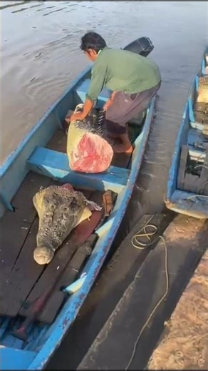 เมื่อเขาได้สั่งเจ้าสิ่งนี้กลับบ้าน #wildlife #animals #nature #buaya #crocodile #ular#piton