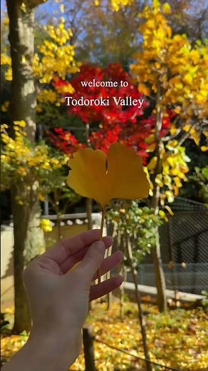 Autumn Leaves in Tokyo 2025 | Todoroki Valley Hidden Nature Walk