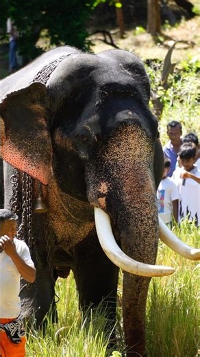 Fearless Elephant Walks Forward With Complete Trust and Confidence 🐘✨ #elephant
