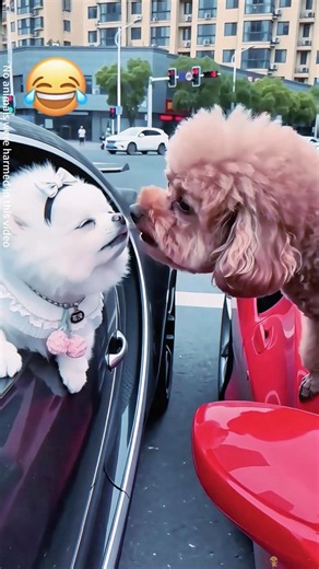 This dog found love at a traffic light#shorts #pets #cute #animals #puppy