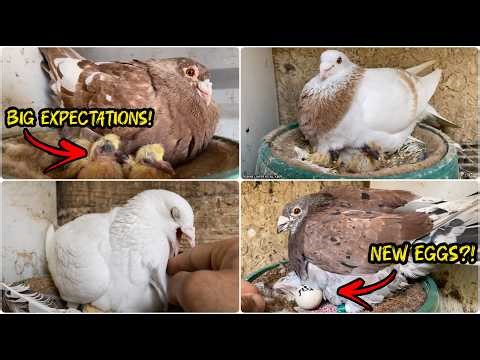 Breeding Season in My Loft 🕊️ Let’s See What Happens!