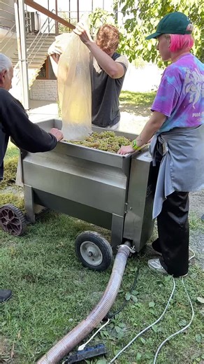 Grape Juice Production: A Collaborative Process