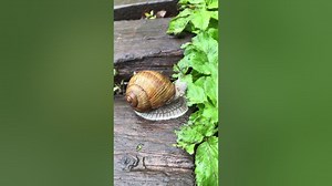 Garden snails generally hibernate during winter.shorts