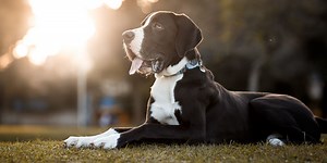 These 27 dog breeds are more at risk of bone cancer, new study says