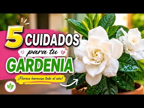 make your #Gardenia #bloom all #year with these 5 #care tips