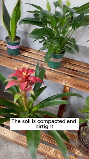 Solution for treating wilted tree branches #gardening #garden #gardeningtips #gardenlife #gardeninspiration #gardenideas #gardenlove #gardendesign #gardenersofinstagram #gardenersworld #garden_styles #gardenphotography #gardenlovers #gardenerslife #gardenart #gardenbeauty #gardensofinstagram #gardenplants #gardenviews #gardenersparadise #gardenista #gardeningcommunity #gardenloversclub #gardenaddict #gardeners #gardenerslife | Home Gardening