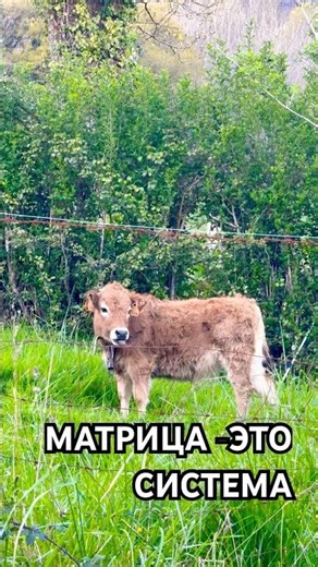 THE MATRIX IS A SYSTEM #viral #quotes #viralvideo #fypシ #wisdom #recommendations #rec #shortvideo
