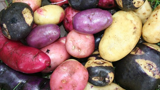 The potato’s travel through ages and continents