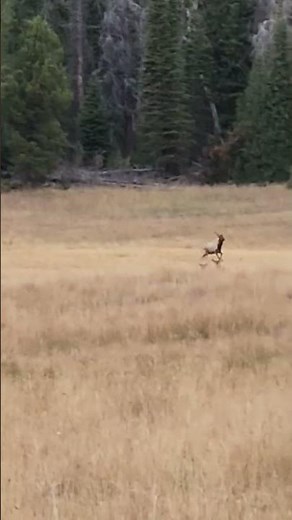 Wyoming bulls archery season 2025