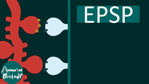 兴奋性突触后电位（EPSP）是什么？