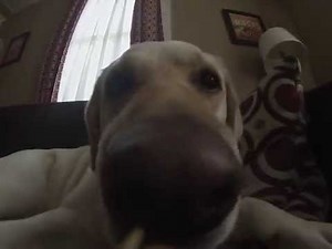 Dog Licking Camera