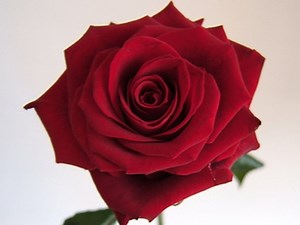 Roses: What Are The Meanings 0f  Different Coloured Roses?