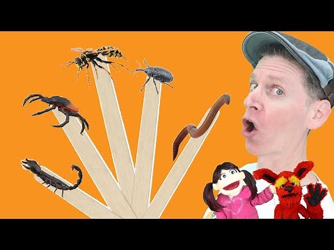 Bugs Part 4 | Pop Sticks Song with Matt | Dream English Kids