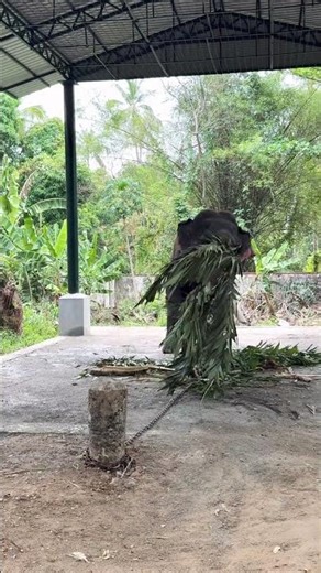 ELEPHANTS IN KERALA | VIRAL ELEPHANTS IN INDIA | TEMPLE ELEPHANTS KERALA | FAMOUS ELEPHANTS KERALA