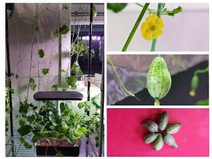Grow Cucamelons in Aerogarden Harvest