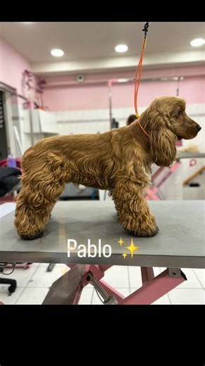 🐻✨ Pablo, cocker anglais en mode gros bébé Épilation du dos & pattes en coupe ciseaux pour un style nounours ultra mignon 💕 Impossible de résister à cette bouille d’amour 🥹🐾 #CockerAnglais #StyleNounours #Toilettage #nogentsurmarne #elegancecanine94 | Elegance Canine Nogent sur Marne