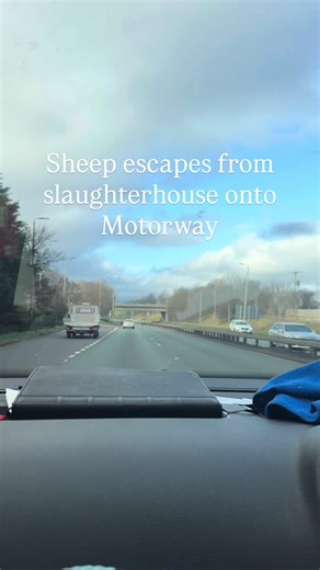 A Day in the Life: Rescuing a Sheep on the Motorway