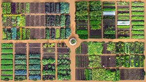 Visit Hampton Court Palace and buy your own royal vegetables at William and Mary’s Kitchen Garden. | Hampton Court Palace