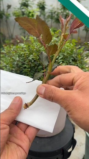 How to root rose bush cuttings #farming #roomtogrow #garden #growingvegetables #gardening