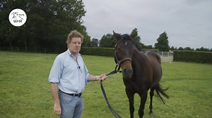 174K views · 828 reactions | "She took us on a journey that you wouldn't even dream about." Outstanding race mare Ouija Board travelled all over the world, collecting seven Group 1s. She means so much to the team at Stanley House Stud.  | World Horse Racing | Facebook