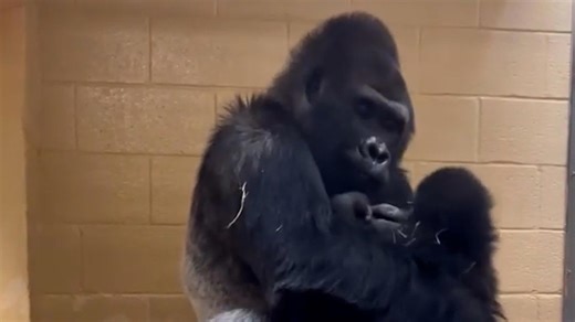 Watch two Atlanta Zoo gorillas, Willie B. Jr. and his son, share a bonding moment